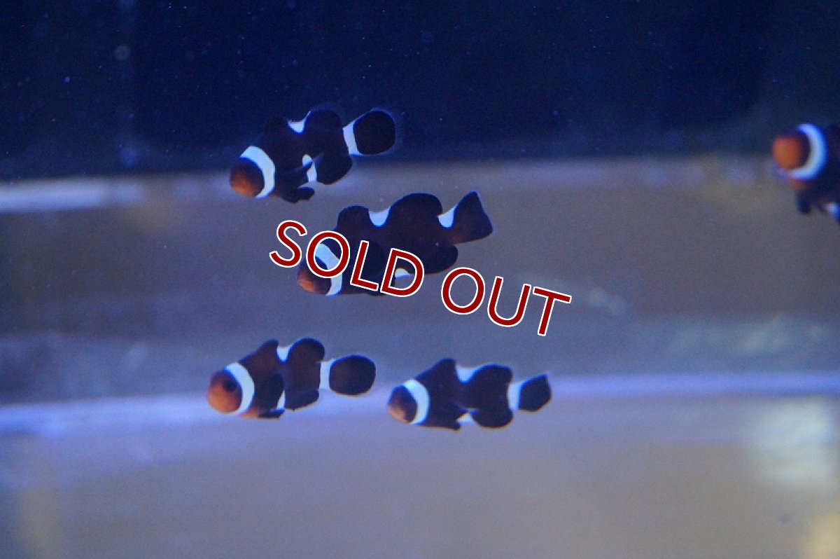 画像4: 【海水魚】イレギュラーバンド ブラックオセラリス（3匹）±2.5-3cm前後(サンプル画像）（生体）(海水魚)（サンゴ） (4)