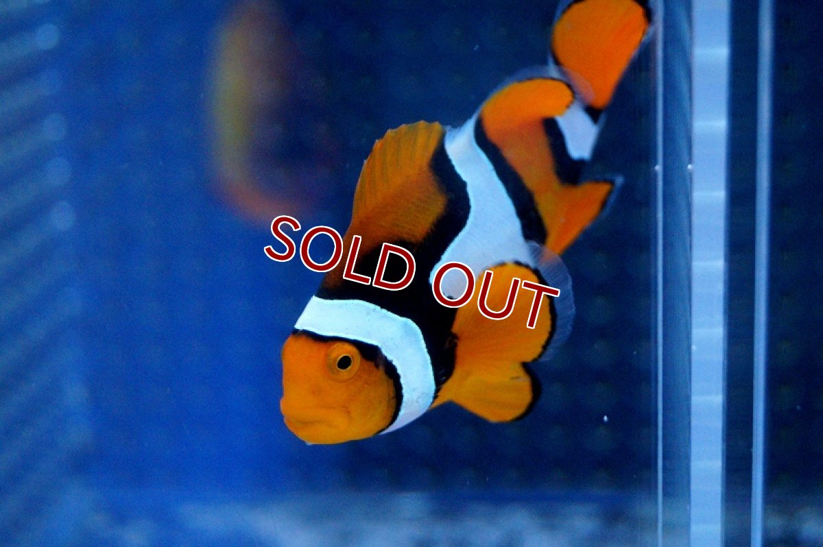 画像2: 【海水魚】ワイルド ぺルクラウンアネモネフィッシュ (パプア）(1匹)4-5cm前後(サンプル画像）（生体）(海水魚)（サンゴ） (2)