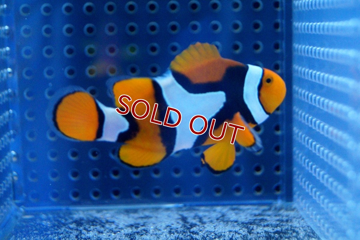 画像3: 【海水魚】ワイルド ぺルクラウンアネモネフィッシュ (パプア）(1匹)4-5cm前後(サンプル画像）（生体）(海水魚)（サンゴ） (3)