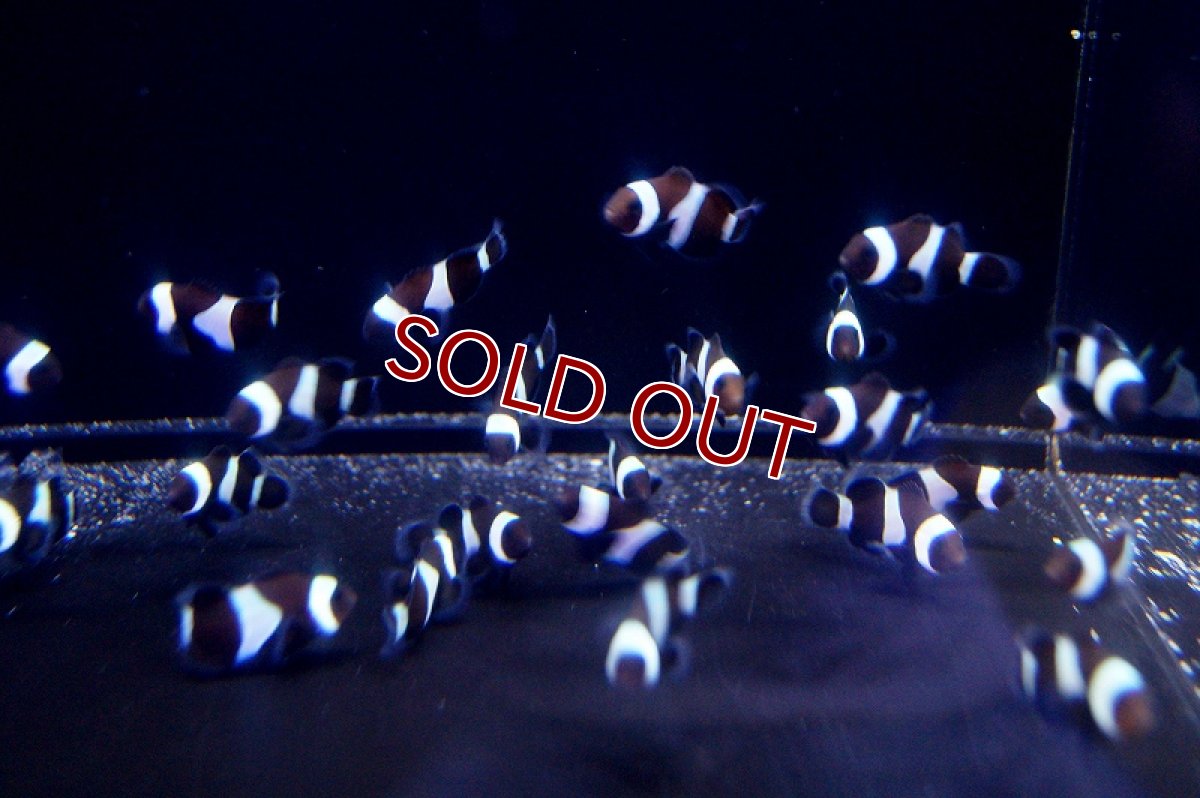 画像2: 【海水魚】ブラックオセラリス (1匹)±3cm前後(サンプル画像）（生体）(海水魚)（サンゴ） (2)