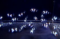 画像2: 【海水魚】ブラックオセラリス （3匹）±2.5-3cm前後(サンプル画像）（生体）(海水魚)（サンゴ） (2)