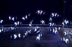 画像2: 【10%OFFクーポン対象商品】【海水魚】【通販】ブラックオセラリス （3匹）±3cm前後(サンプル画像）（生体）(海水魚)（サンゴ） (2)