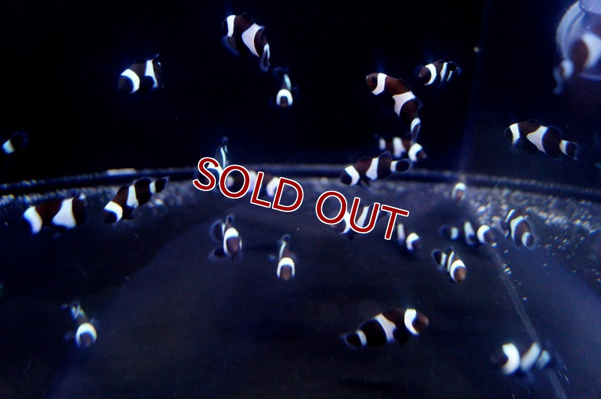 画像3: 【海水魚】ブラックオセラリス （5匹）±3cm前後(サンプル画像）（生体）(海水魚)（サンゴ） (3)