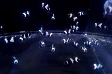 画像3: 【海水魚】ブラックオセラリス （5匹）±2.5-3cm前後(サンプル画像）（生体）(海水魚)（サンゴ） (3)