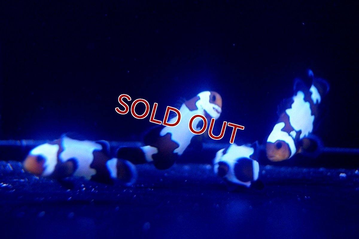 画像3: 【海水魚】ブラックアイスクラウンフィッシュ(1匹)±3-3.5cm前後(サンプル画像）（生体）(海水魚)（サンゴ） (3)