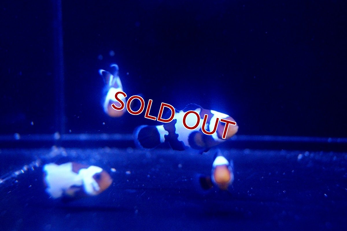 画像2: 【海水魚】ブラックアイスクラウンフィッシュ（3匹）±3-3.5cm前後(サンプル画像）（生体）(海水魚)（サンゴ） (2)