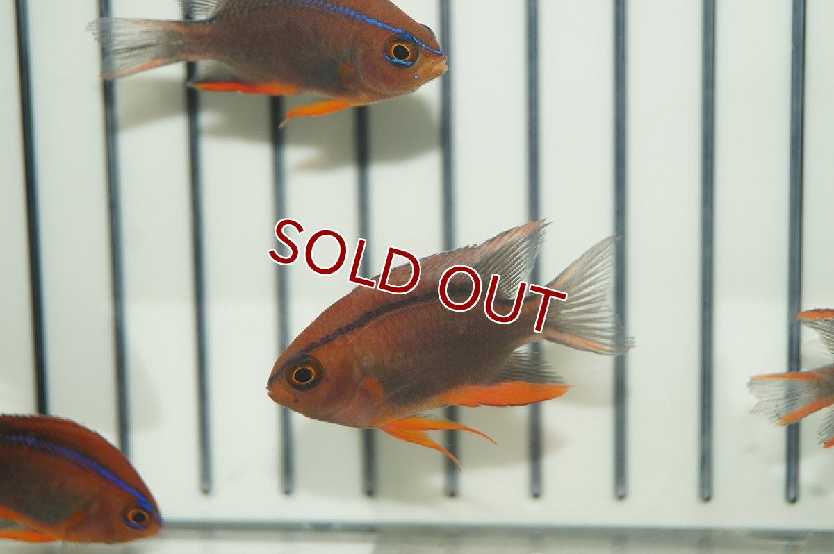 画像2: 【海水魚・スズメダイ】バリダムセル(1匹)(サンプル画像）（生体）(海水魚)（サンゴ） (2)