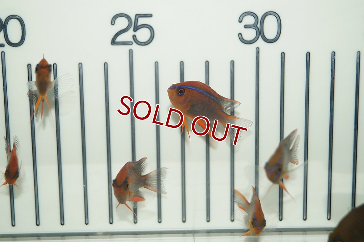 画像3: 【海水魚・スズメダイ】バリダムセル(1匹)(サンプル画像）（生体）(海水魚)（サンゴ） (3)