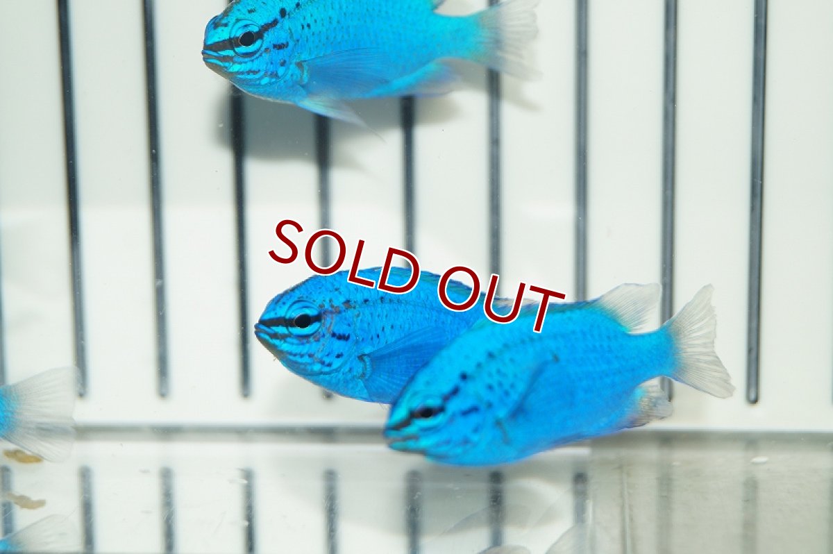 画像2: 【海水魚・スズメダイ】沖縄産 コバルトスズメ(1匹)(サンプル画像）（生体）(海水魚)（サンゴ） (2)