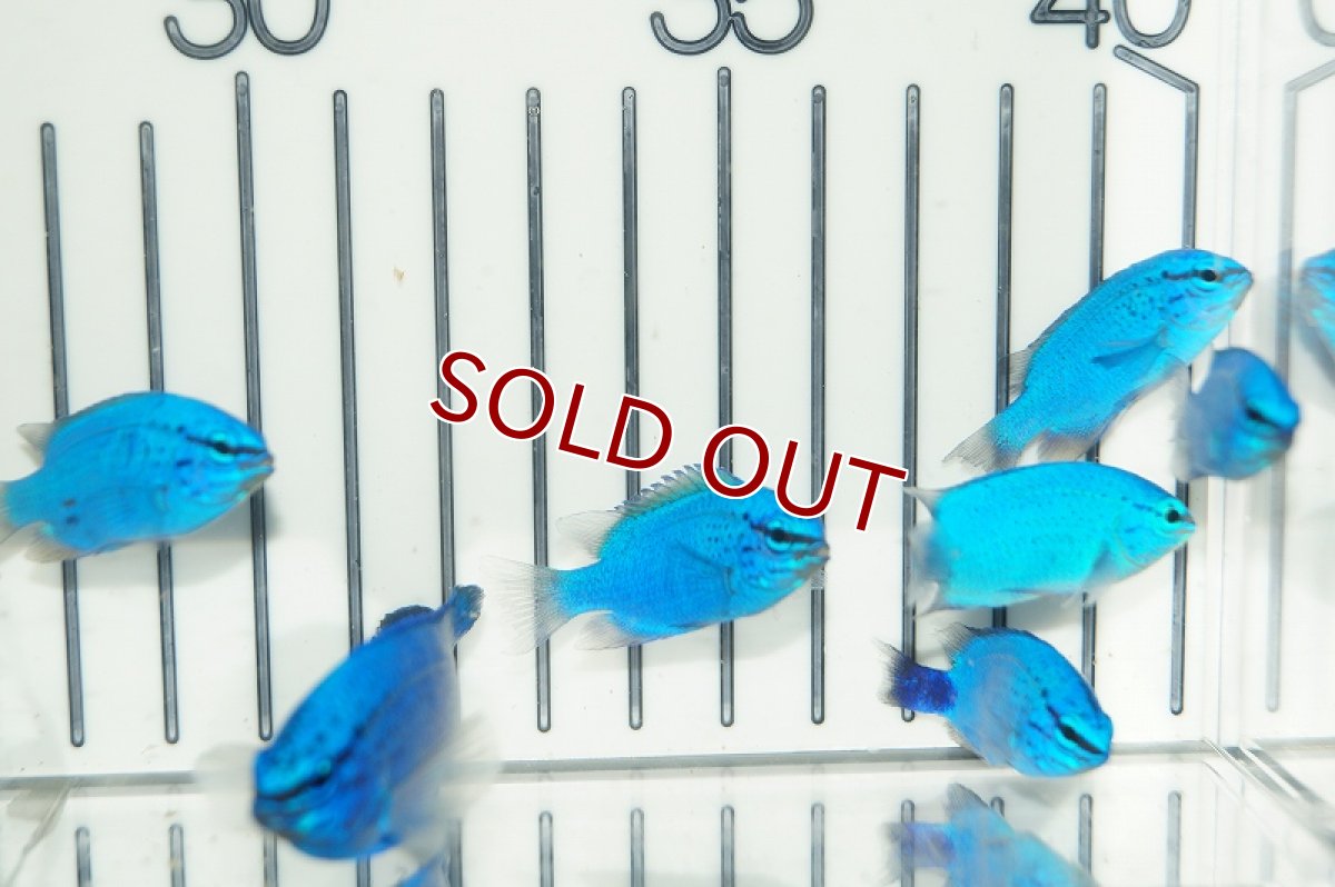 画像3: 【海水魚・スズメダイ】沖縄産 コバルトスズメ(1匹)(サンプル画像）（生体）(海水魚)（サンゴ） (3)