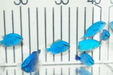 画像3: 【海水魚・スズメダイ】沖縄産 コバルトスズメ（5匹セット）(サンプル画像）（生体）(海水魚)（サンゴ） (3)