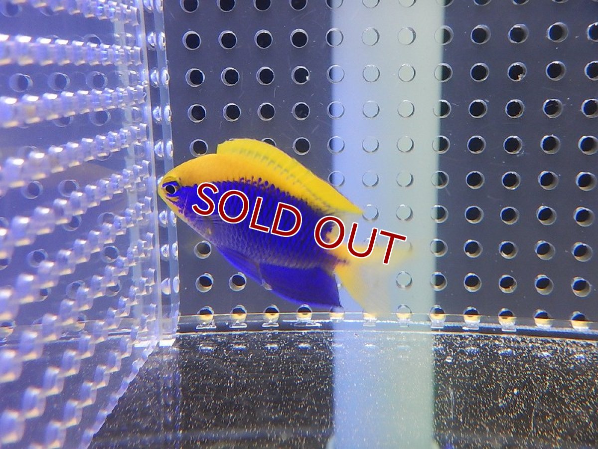 画像2: 【海水魚・スズメダイ】セナキルリスズメ(1匹)±4-5cm(サンプル画像）（生体）(海水魚)（サンゴ） (2)