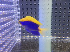 画像2: 【海水魚・スズメダイ】【通販】セナキルリスズメ(1匹)±4-5cm(サンプル画像）（生体）(海水魚)（サンゴ） (2)