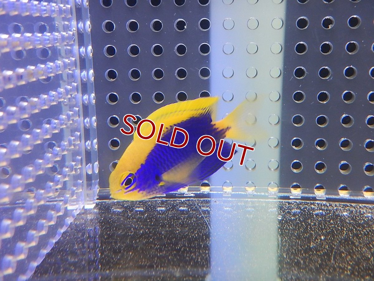 画像3: 【海水魚・スズメダイ】セナキルリスズメ(1匹)±4-5cm(サンプル画像）（生体）(海水魚)（サンゴ） (3)