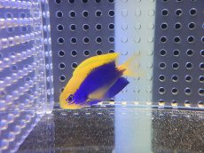 画像3: 【海水魚・スズメダイ】【通販】セナキルリスズメ(1匹)±4-5cm(サンプル画像）（生体）(海水魚)（サンゴ） (3)