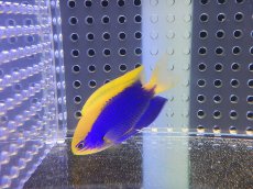 画像4: 【海水魚・スズメダイ】【通販】セナキルリスズメ(1匹)±4-5cm(サンプル画像）（生体）(海水魚)（サンゴ） (4)