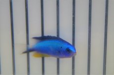 画像1: 【海水魚・スズメダイ】【通販】アレンズダムセル(1匹)±4-5cm(サンプル画像）（生体）(海水魚)（サンゴ） (1)