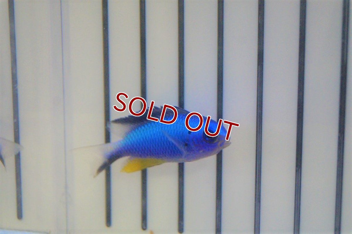 画像2: 【海水魚・スズメダイ】アレンズダムセル(1匹)±4-5cm(サンプル画像）（生体）(海水魚)（サンゴ） (2)