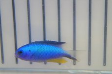 画像3: 【海水魚・スズメダイ】【通販】アレンズダムセル(1匹)±4-5cm(サンプル画像）（生体）(海水魚)（サンゴ） (3)