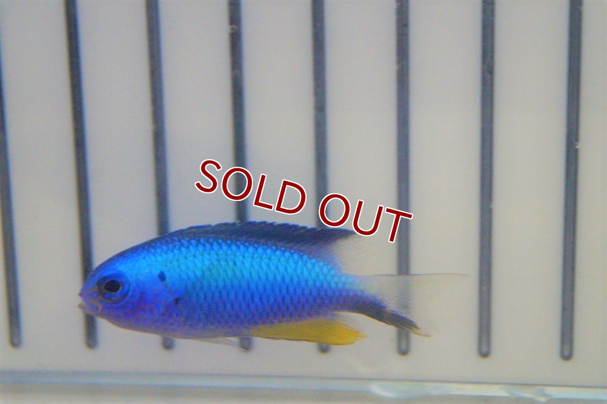 画像3: 【海水魚・スズメダイ】アレンズダムセル（5匹セット）±4-5cm(サンプル画像）（生体）(海水魚)（サンゴ） (3)