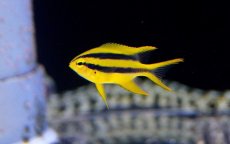 画像2: 【海水魚・スズメダイ】【通販】ヒレナガスズメ(1匹)±3-4cm (サンプル画像）（生体）(海水魚) (2)