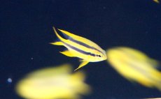 画像3: 【海水魚・スズメダイ】【通販】ヒレナガスズメ(1匹)±3-4cm (サンプル画像）（生体）(海水魚) (3)