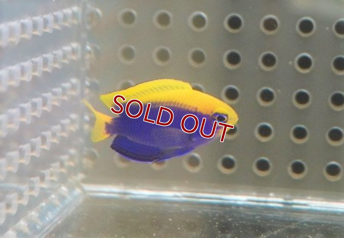 画像1: 【海水魚・スズメダイ】セナキルリスズメ（Sサイズ）（1匹）（±3-4cm）（サンプル画像）（生体）(海水魚) (1)