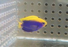 画像1: 【海水魚・スズメダイ】セナキルリスズメ（Sサイズ）（1匹）（±3-4cm）（サンプル画像）（生体）(海水魚) (1)