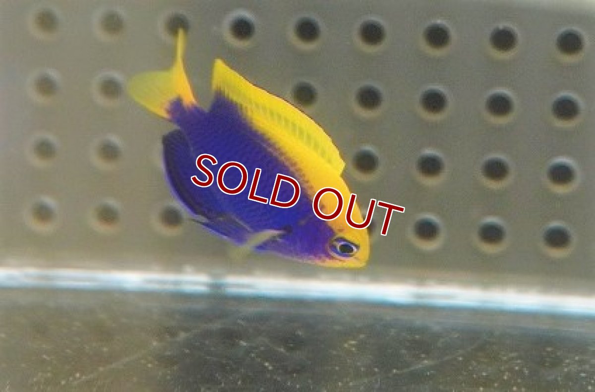 画像2: 【海水魚・スズメダイ】【通販】セナキルリスズメ（Sサイズ）（1匹）（±3-4cm）（サンプル画像）（生体）(海水魚) (2)