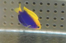画像2: 【海水魚・スズメダイ】セナキルリスズメ（Sサイズ）（1匹）（±3-4cm）（サンプル画像）（生体）(海水魚) (2)