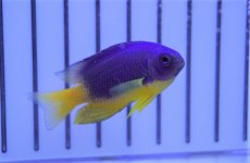 画像1: 【海水魚】【通販】イエローベリーダムセル（1匹）（±4-5cm）（サンプル画像）（生体）(海水魚) (1)