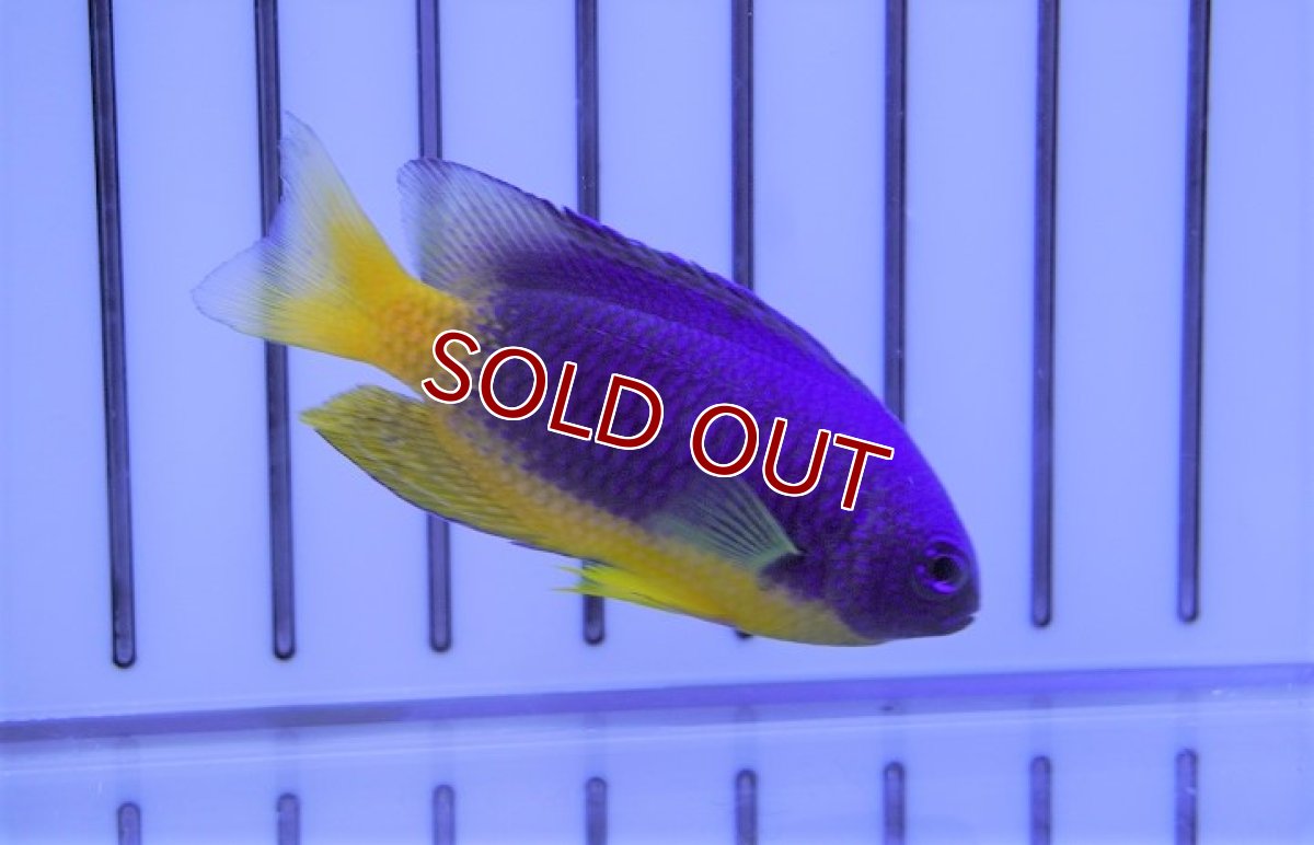 画像2: 【海水魚】イエローベリーダムセル（1匹）（±4-5cm）（サンプル画像）（生体）(海水魚) (2)