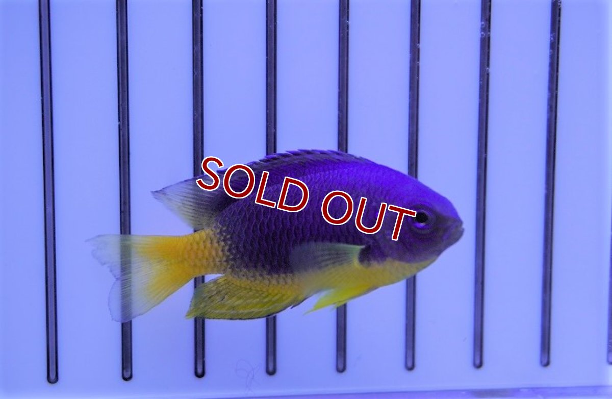 画像3: 【海水魚】イエローベリーダムセル（1匹）（±4-5cm）（サンプル画像）（生体）(海水魚) (3)