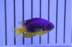 画像3: 【海水魚】【通販】イエローベリーダムセル（5匹セット）（±4-5cm）（サンプル画像）（生体）(海水魚) (3)