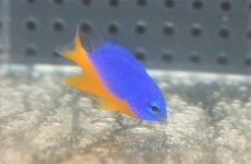 画像1: 【海水魚・スズメダイ】【通販】ロイヤルデムワーゼル（1匹）（±3-4cm）（サンプル画像）（生体）(海水魚) (1)