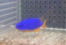 画像1: 【海水魚・スズメダイ】【通販】フィジーダムセル（1匹）（±5-6cm）（サンプル画像）（生体）(海水魚) (1)