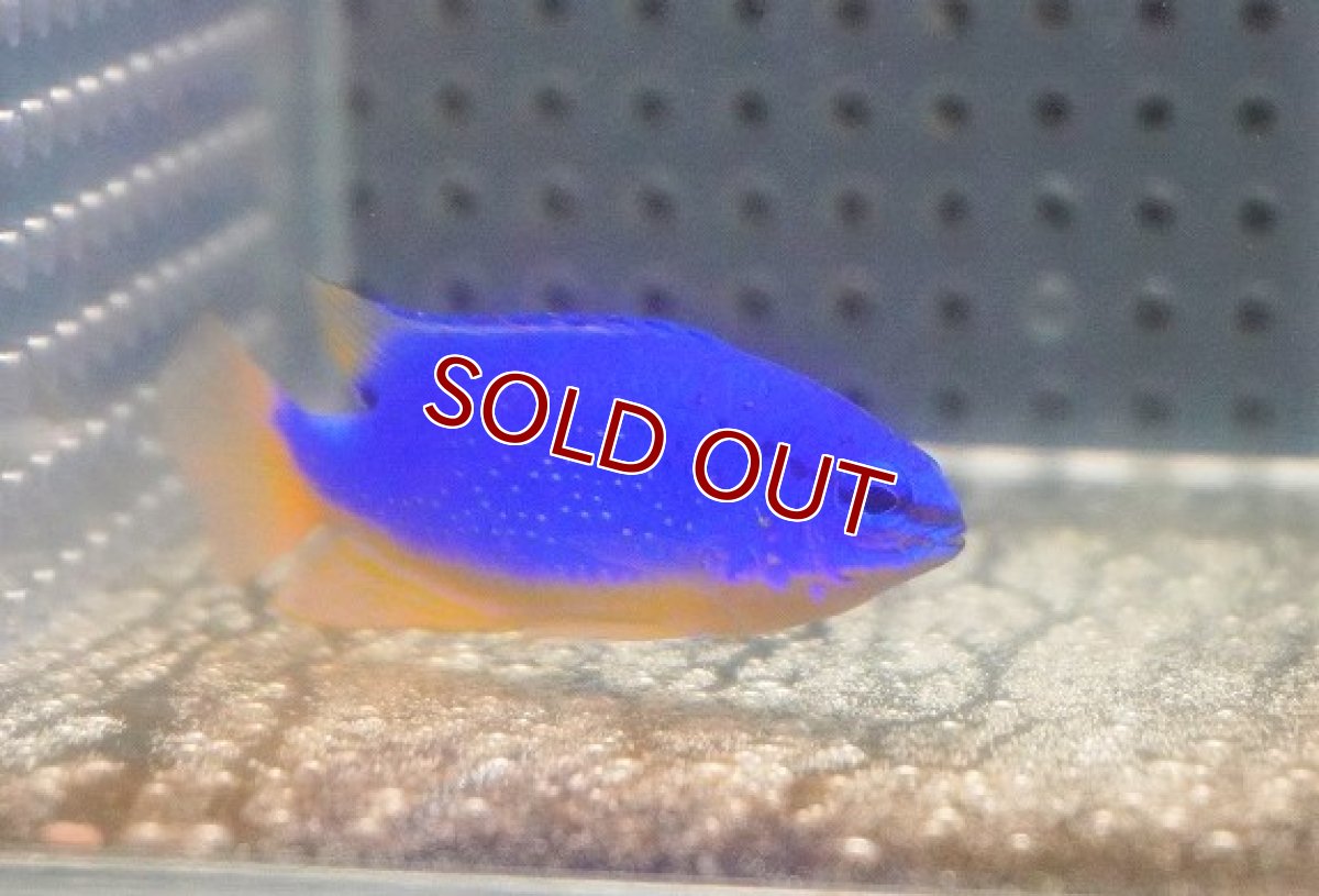 画像2: 【海水魚・スズメダイ】フィジーダムセル（1匹）（±5-6cm）（サンプル画像）（生体）(海水魚) (2)