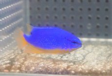 画像2: 【海水魚・スズメダイ】【通販】フィジーダムセル（1匹）（±5-6cm）（サンプル画像）（生体）(海水魚) (2)