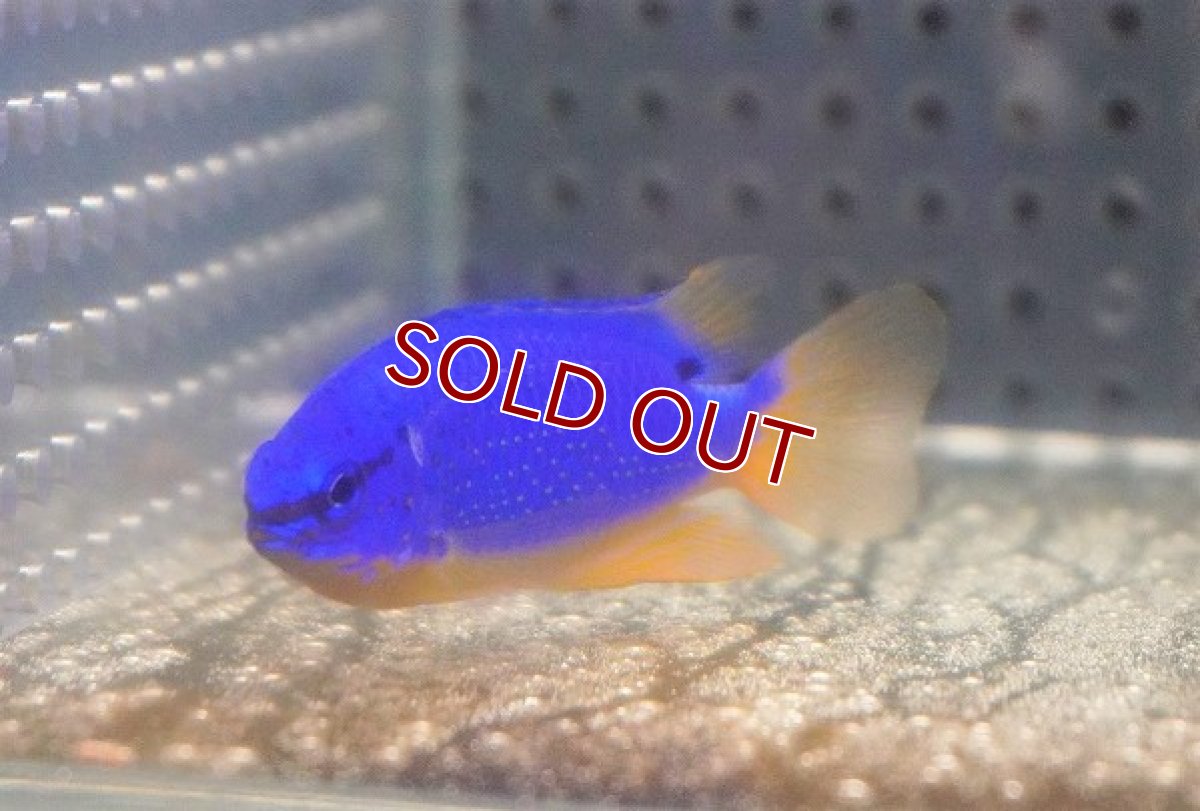 画像3: 【海水魚・スズメダイ】フィジーダムセル（1匹）（±5-6cm）（サンプル画像）（生体）(海水魚) (3)