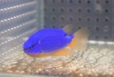 画像3: 【海水魚・スズメダイ】【通販】フィジーダムセル（1匹）（±5-6cm）（サンプル画像）（生体）(海水魚) (3)