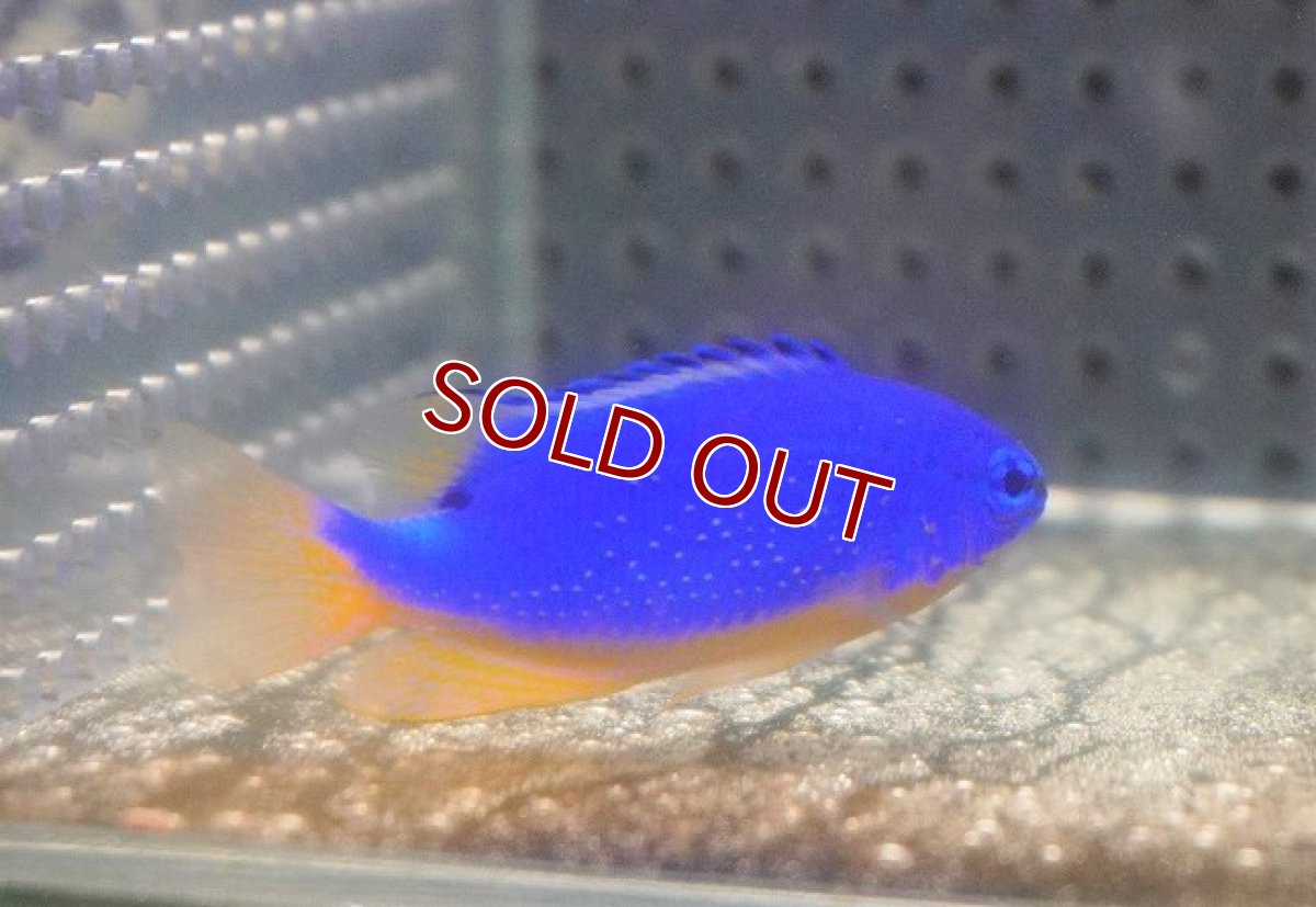 画像4: 【海水魚・スズメダイ】フィジーダムセル（1匹）（±5-6cm）（サンプル画像）（生体）(海水魚) (4)