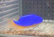 画像4: 【海水魚・スズメダイ】【通販】フィジーダムセル（1匹）（±5-6cm）（サンプル画像）（生体）(海水魚) (4)