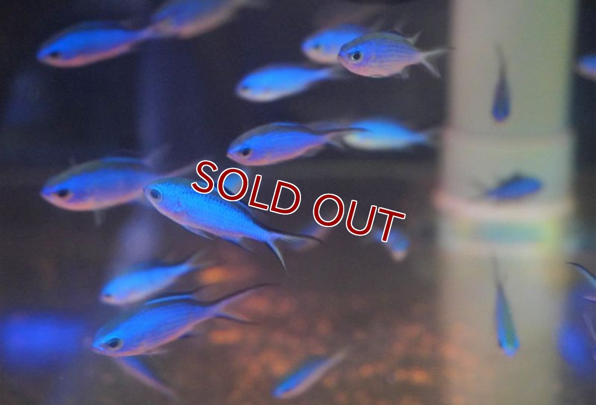 画像2: 【決算セール10％OFFクーポン対象個体】 【海水魚・スズメダイ】【通販】ブルーリーフクロミス (Mサイズ）（3匹セット）（±4-5.5cm）（サンプル画像）（生体）(海水魚) (2)