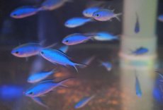 画像2: 【海水魚・スズメダイ】【通販】ブルーリーフクロミス （3匹セット）（±3-4cm）（サンプル画像）（生体）(海水魚) (2)