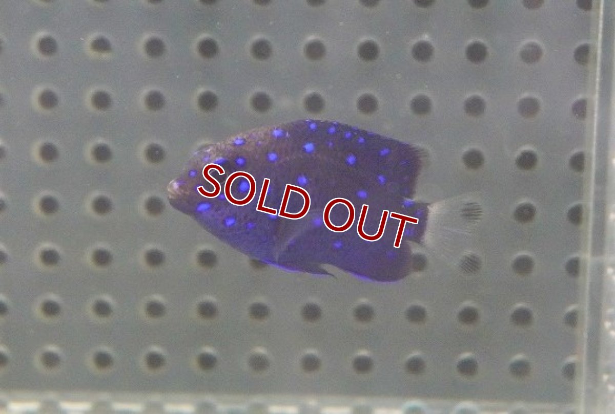 画像2: 【海水魚・スズメダイ】ジュエルダムセル（1匹）（±4-5cm）（サンプル画像）（生体）(海水魚) (2)