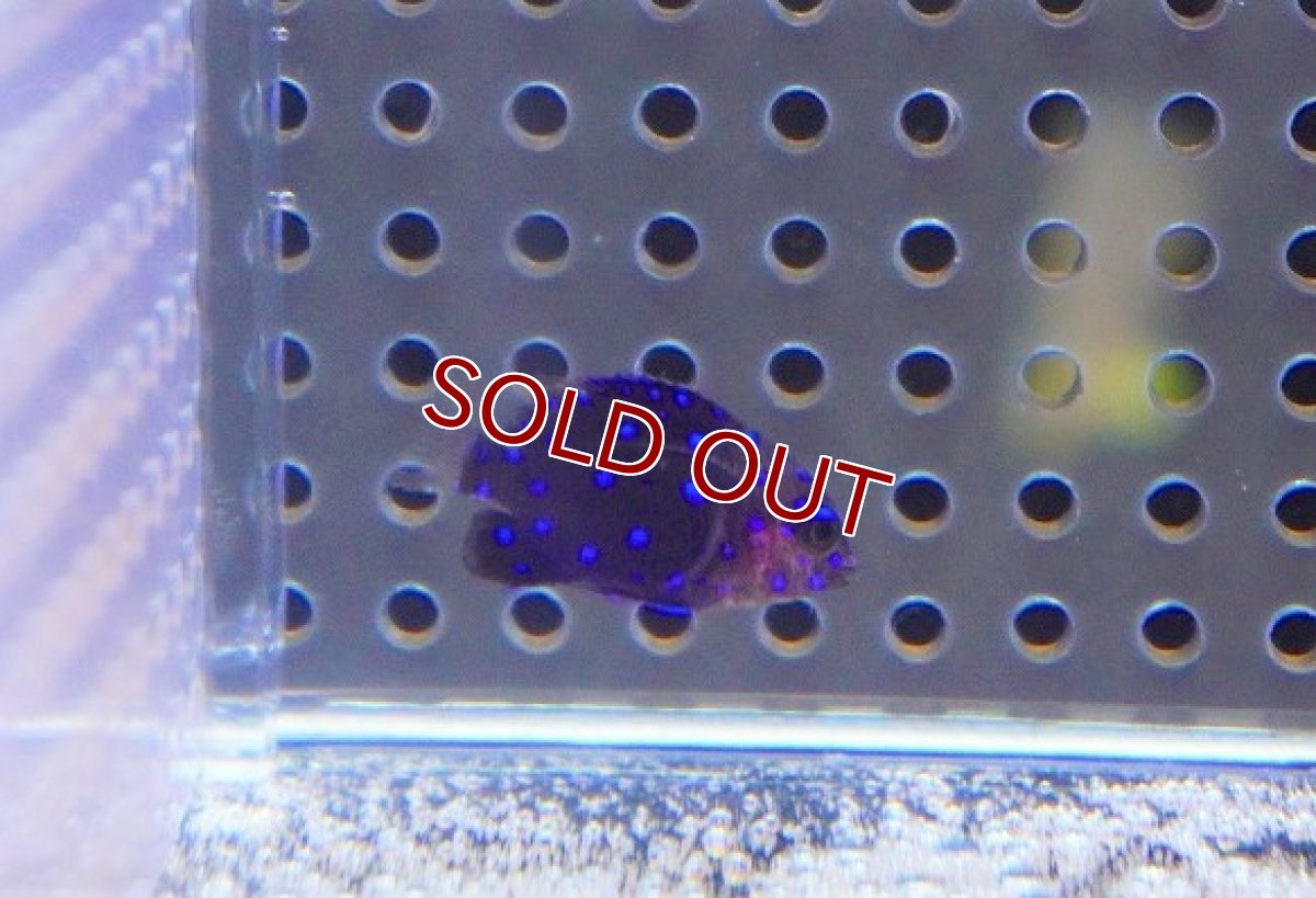 画像2: 【海水魚・スズメダイ】ジュエルダムセル（XS-Sサイズ）【1匹】（±2.5-3.5cm）（サンプル画像）（生体）(海水魚)（サンゴ） (2)