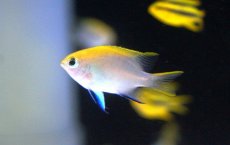 画像1: 【海水魚・スズメダイ】【通販】クロスズメ【1匹】（±3-4cm）（サンプル画像）（生体）(海水魚) (1)