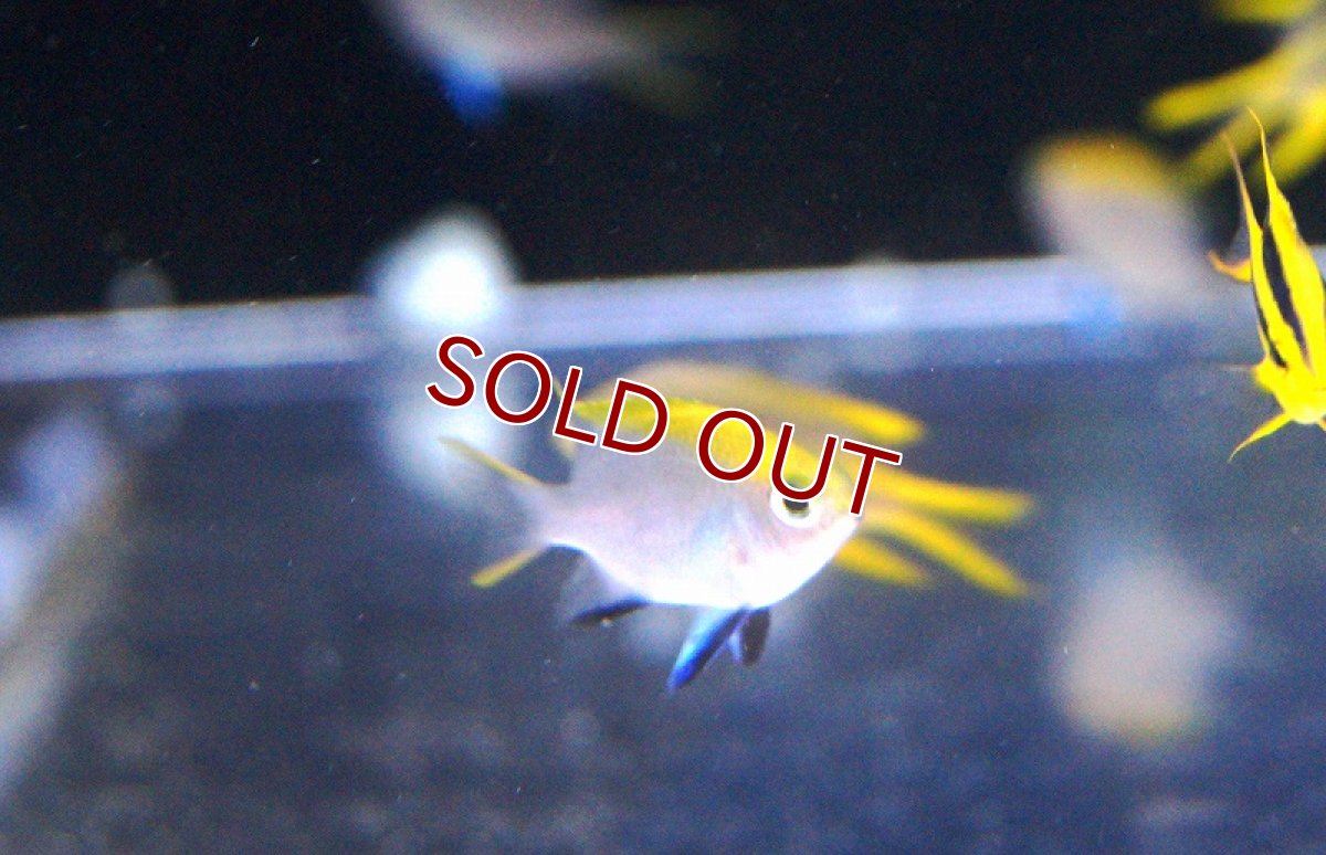 画像2: 【海水魚・スズメダイ】クロスズメ【1匹】（±3-4cm）（サンプル画像）（生体）(海水魚) (2)