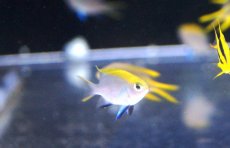 画像2: 【海水魚・スズメダイ】【通販】クロスズメ【1匹】（±3-4cm）（サンプル画像）（生体）(海水魚) (2)