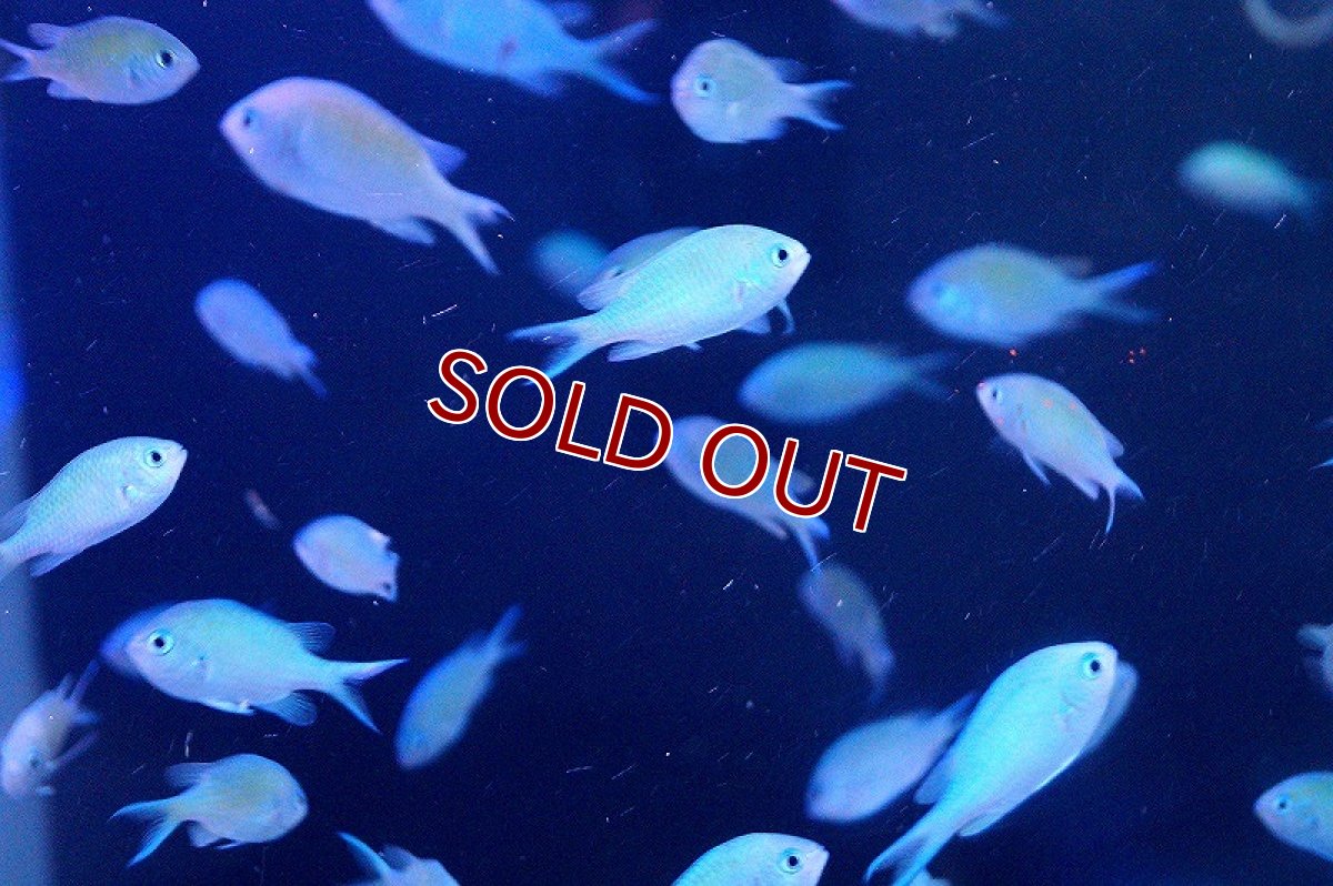 画像3: 【海水魚】デバスズメダイ　(1匹)(サンプル画像）（生体）(海水魚)（サンゴ） (3)